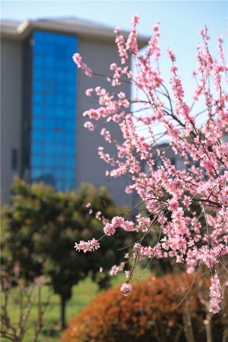 春日里的花兒