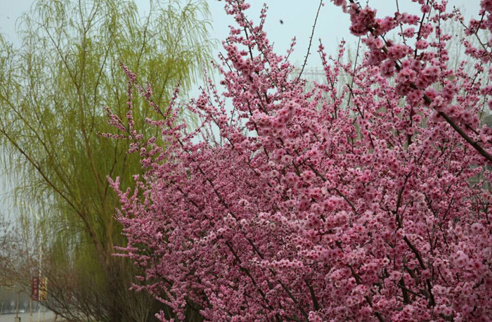 脆生生的柳條迎風(fēng)飛舞，紅艷艷的桃花含笑開放