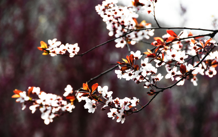 春暖花開(kāi)