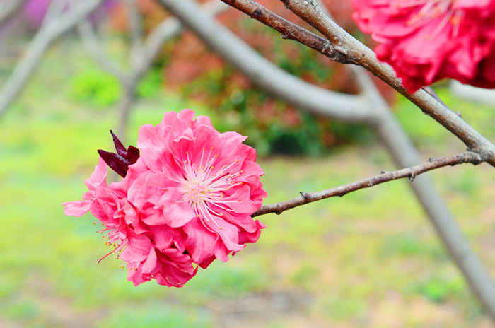 花香引蝶來