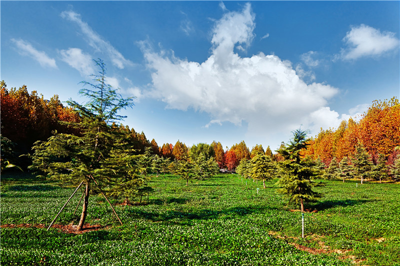 花園美景