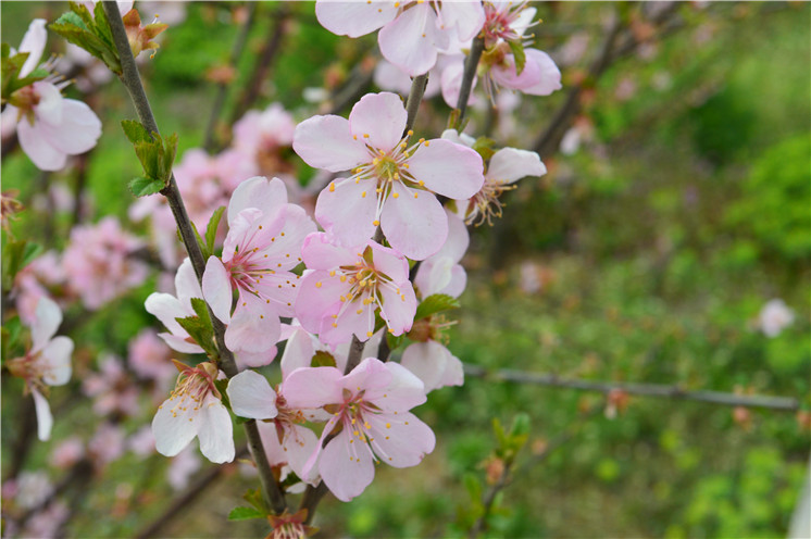 春暖花開(kāi)