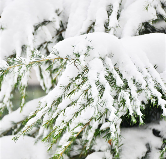 大雪壓青松